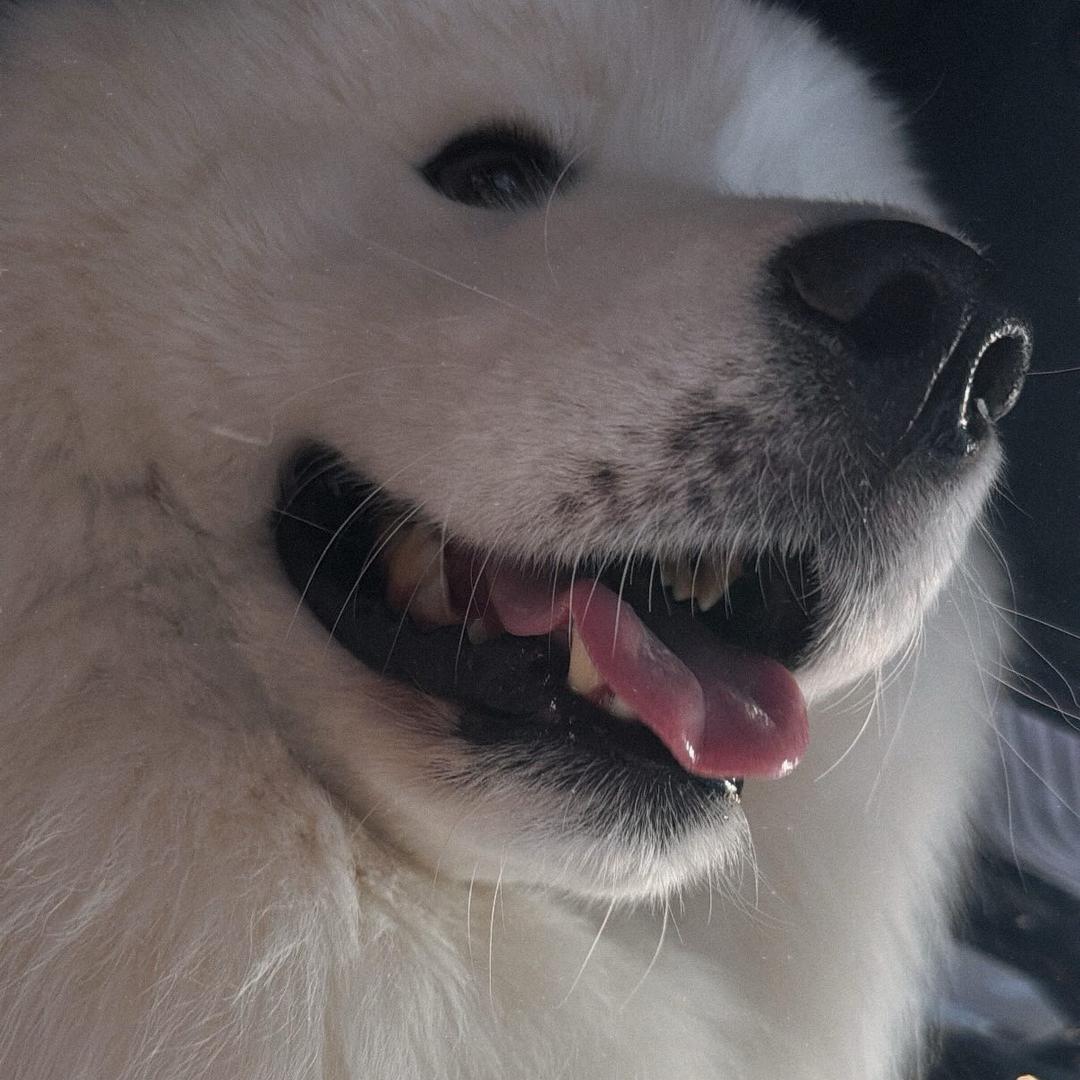 🐻‍❄️ ᔕᗩᗰᎧᎽᏋᗪ🍒