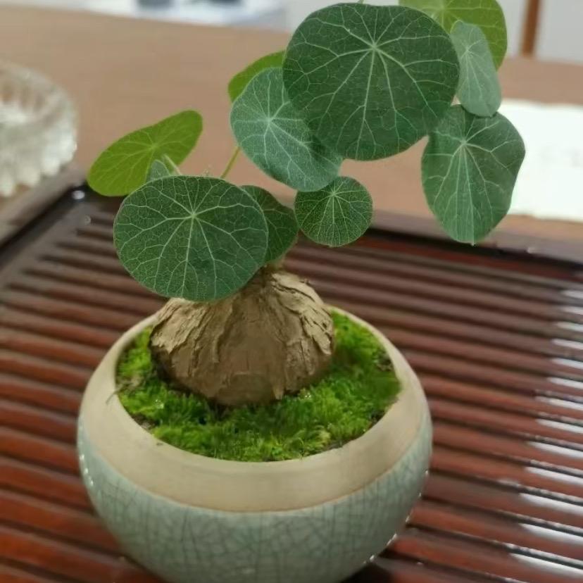 龟哆哆
