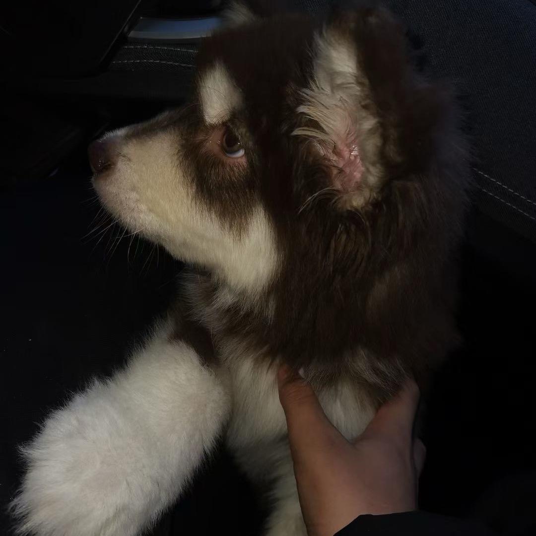 李鸿博博博