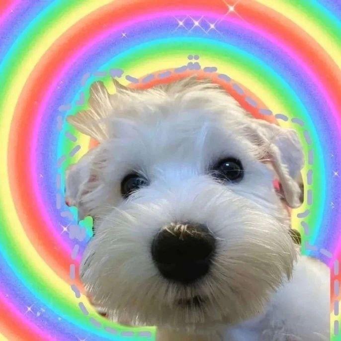 shai🌈