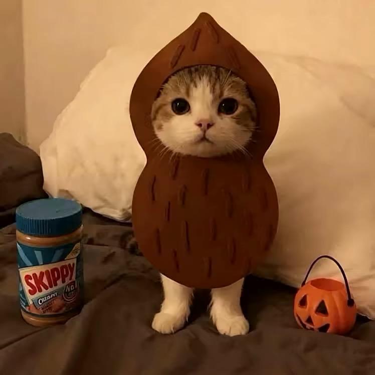 人生若只如初见