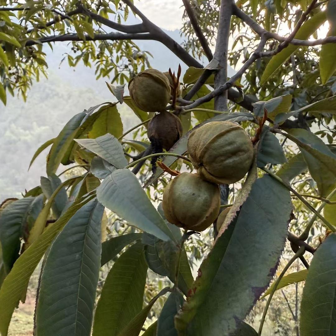 临安清凉峰山核桃