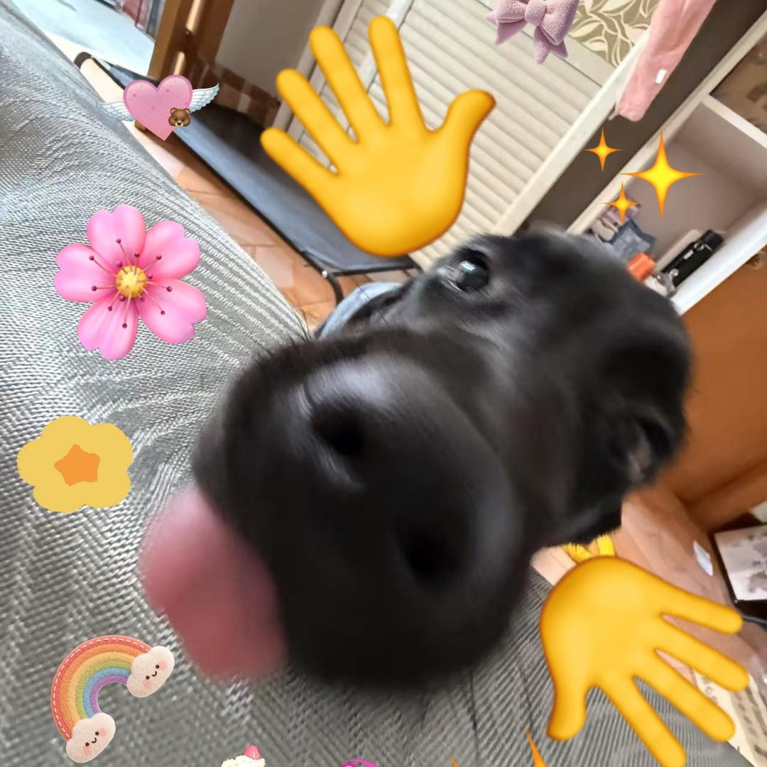 珍珠是拉布拉多