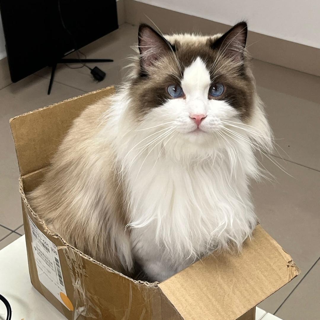 柚子是只神经猫