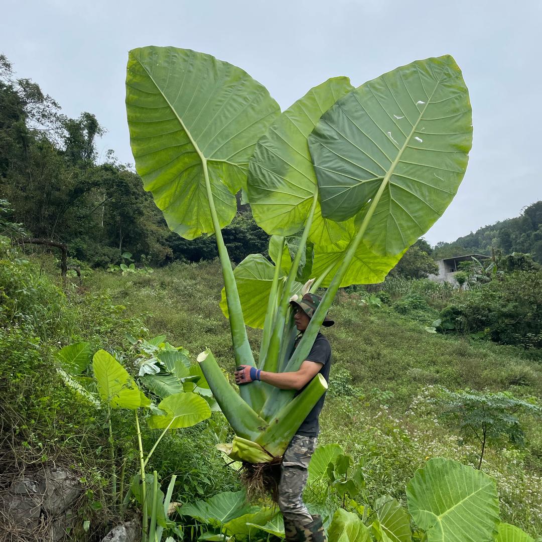 心趣野小号