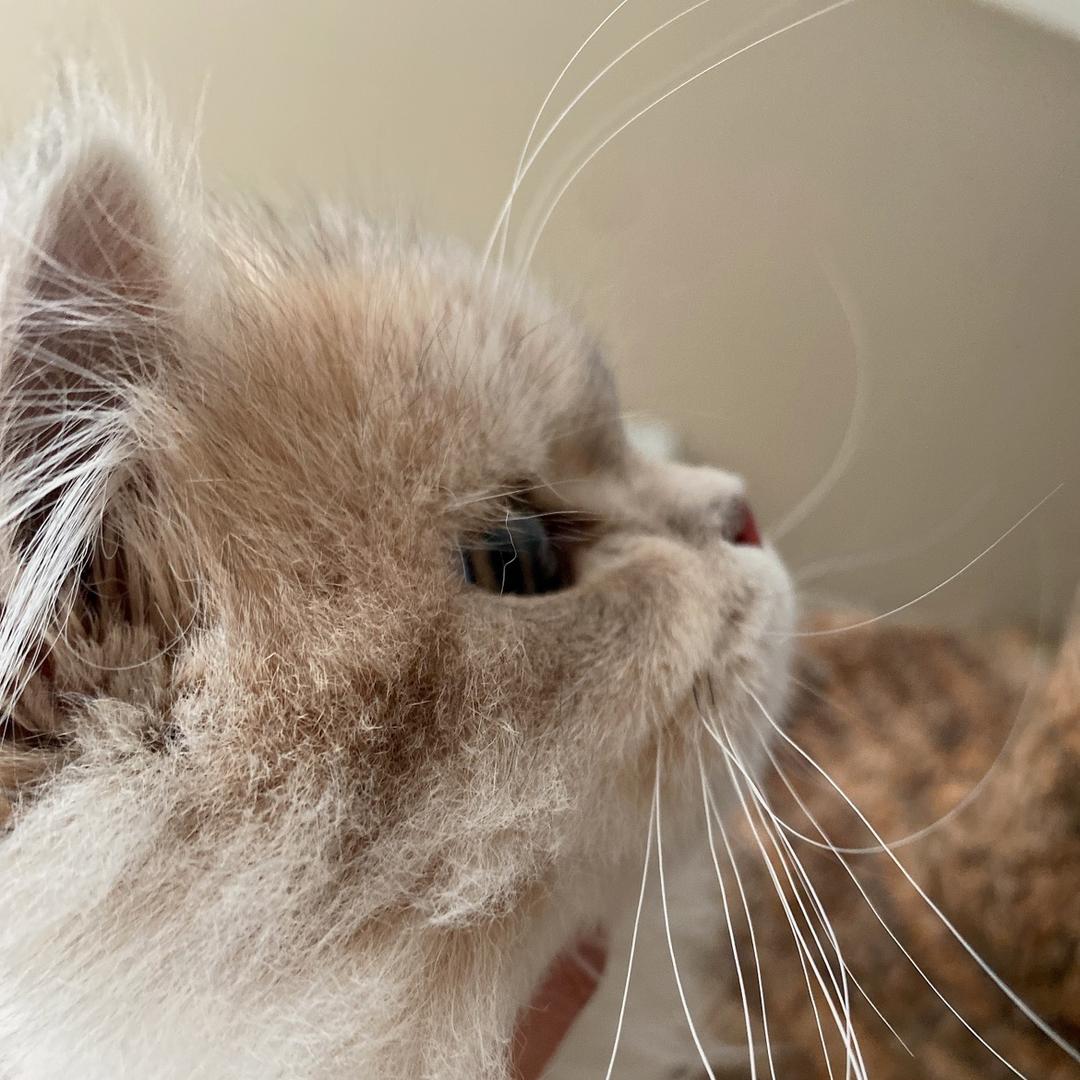 暖暖猫舍