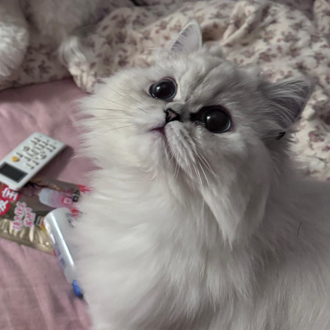 糯米🐶