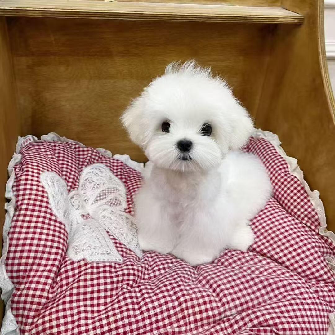 溜啊溜家小博美