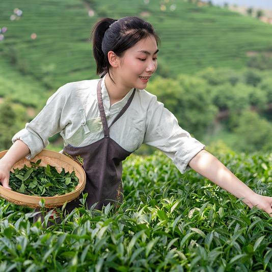 高山黄金芽茶叶茶厂