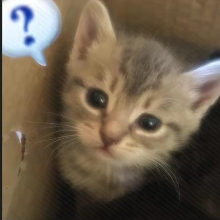 caTvT