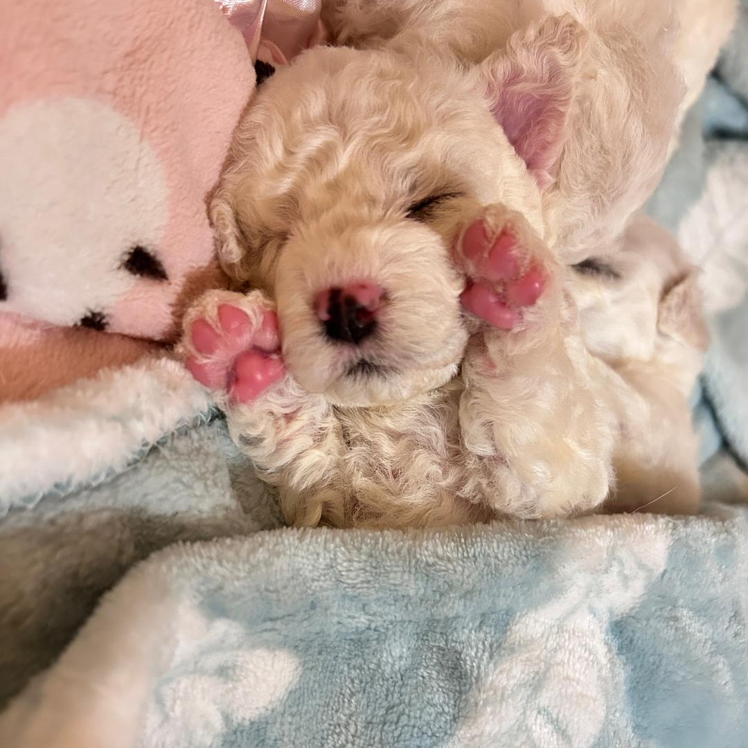 半亩汪塘比熊繁殖小院助理