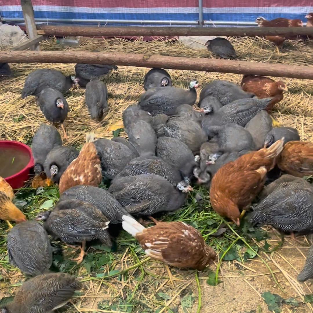 九兰三农珍珠鸡