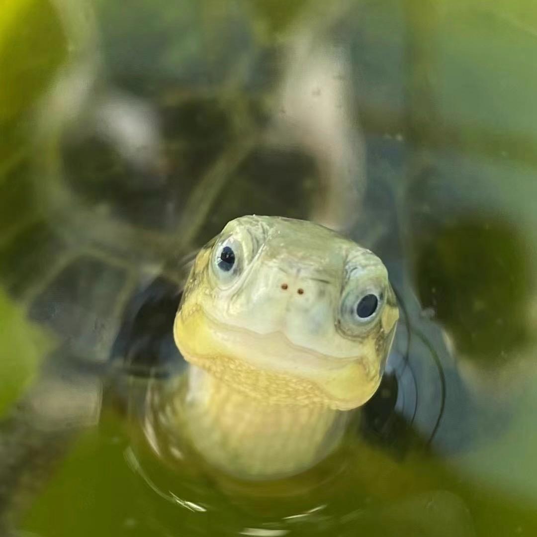 小青柠养龟
