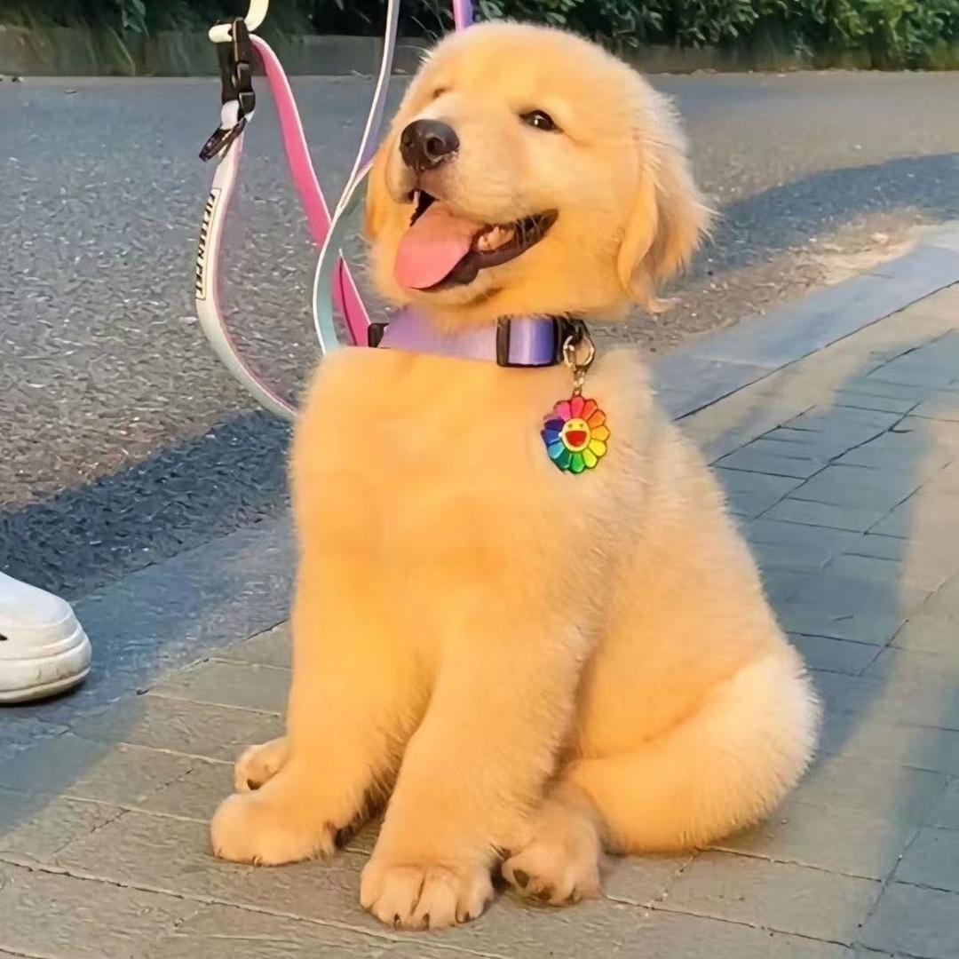 旺旺的金毛犬犬舍直播