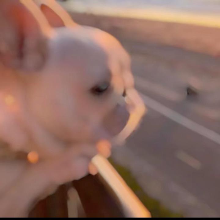 猪又邓粉条