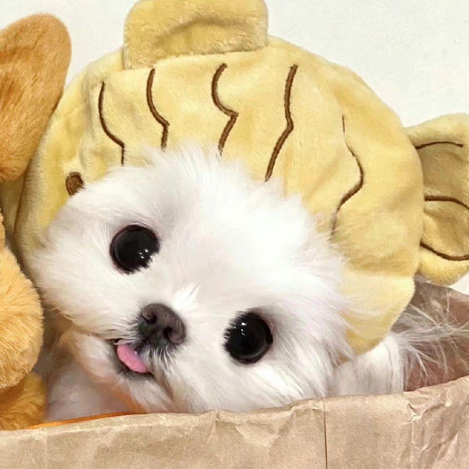 祈愿月🌙
