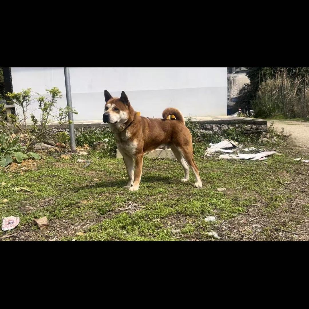 来福田园犬之家