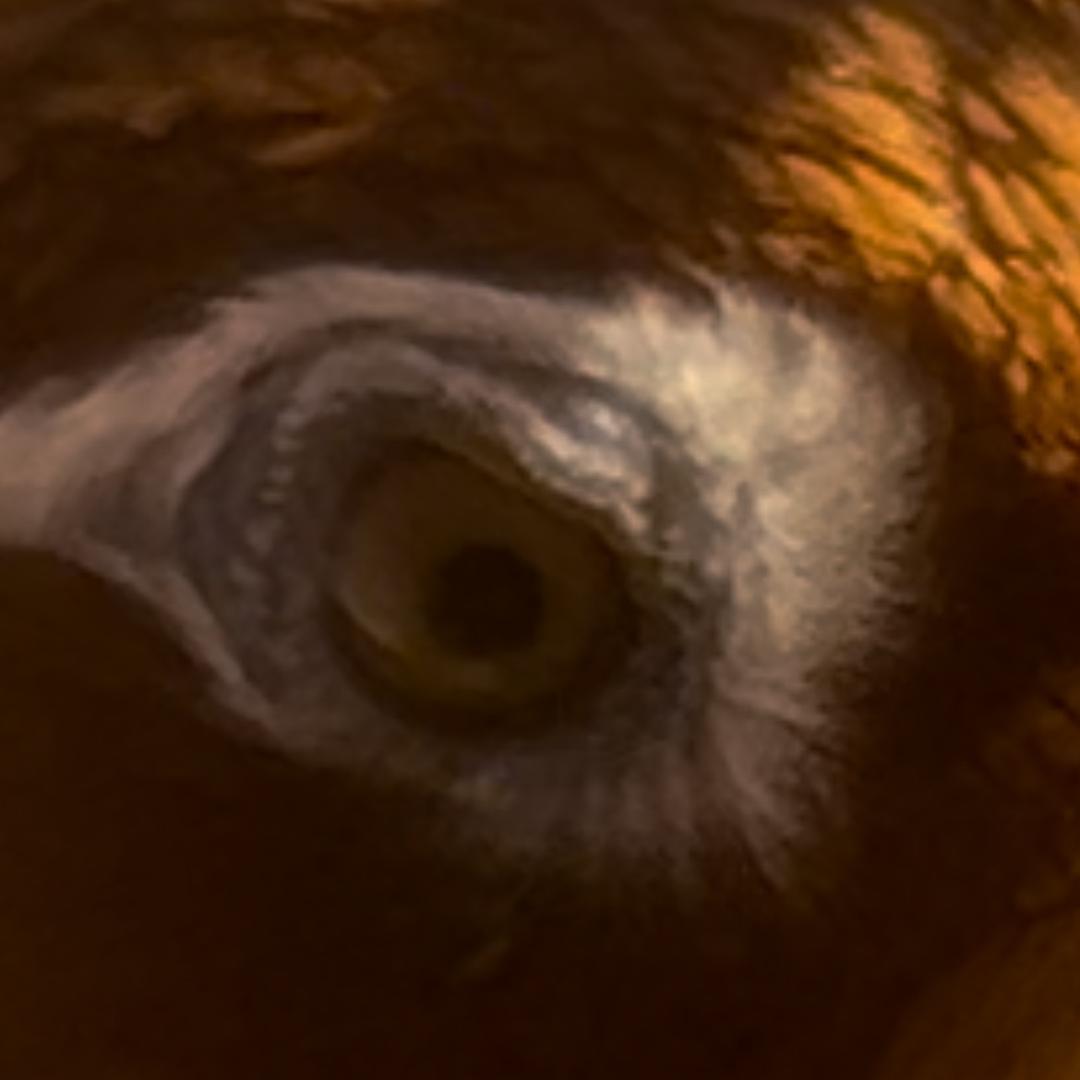 斗性王起性鸟食