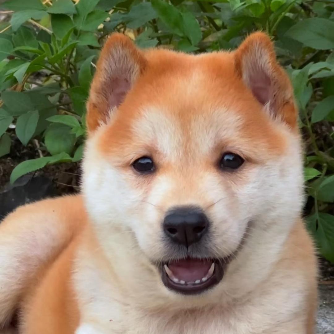 小涛田园犬萌宠店