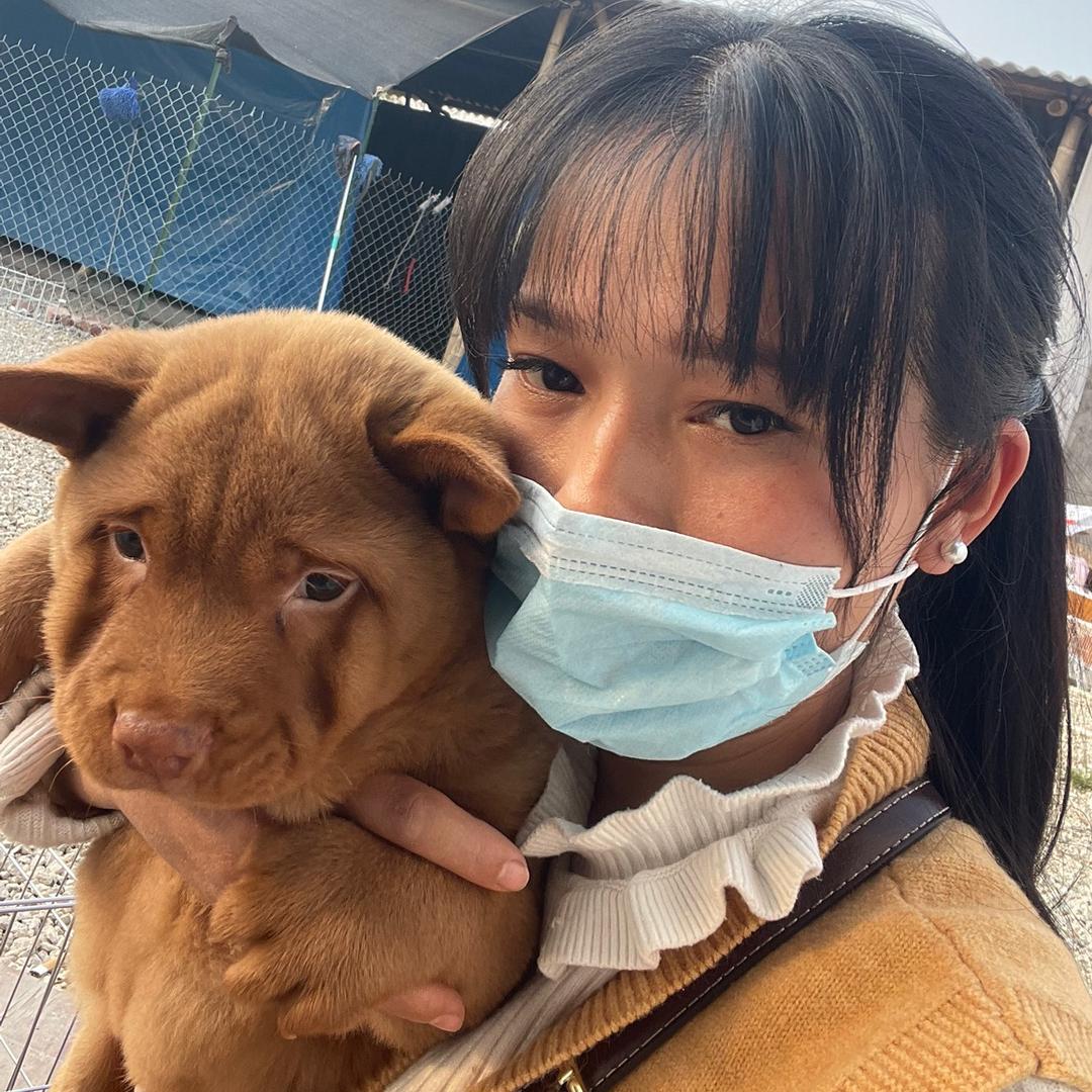 够红田园犬（麦🐶丝）