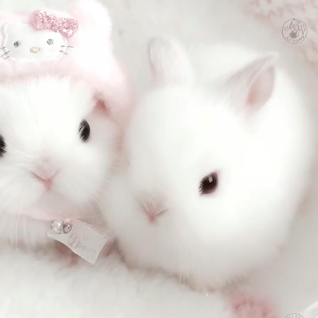 都怪我太愚钝