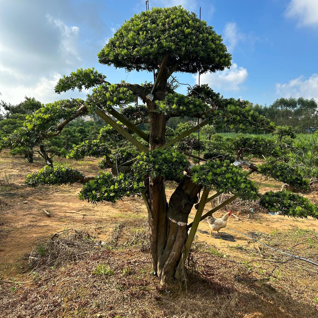 九零后养松人
