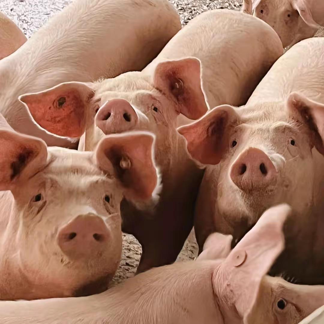 养猪平凡人（日常分享）🐽