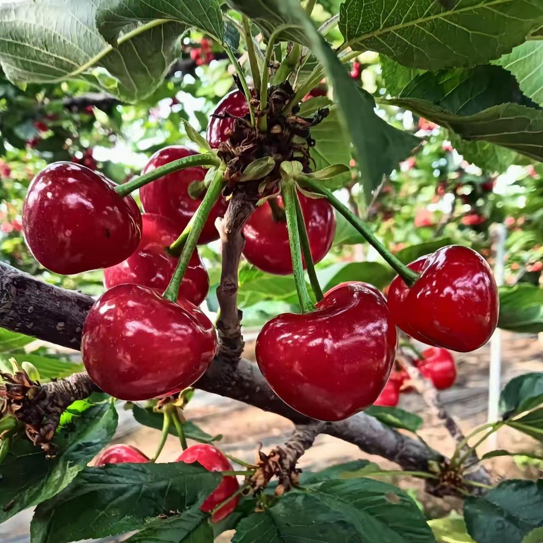龙栖泉大樱桃采摘园🍒