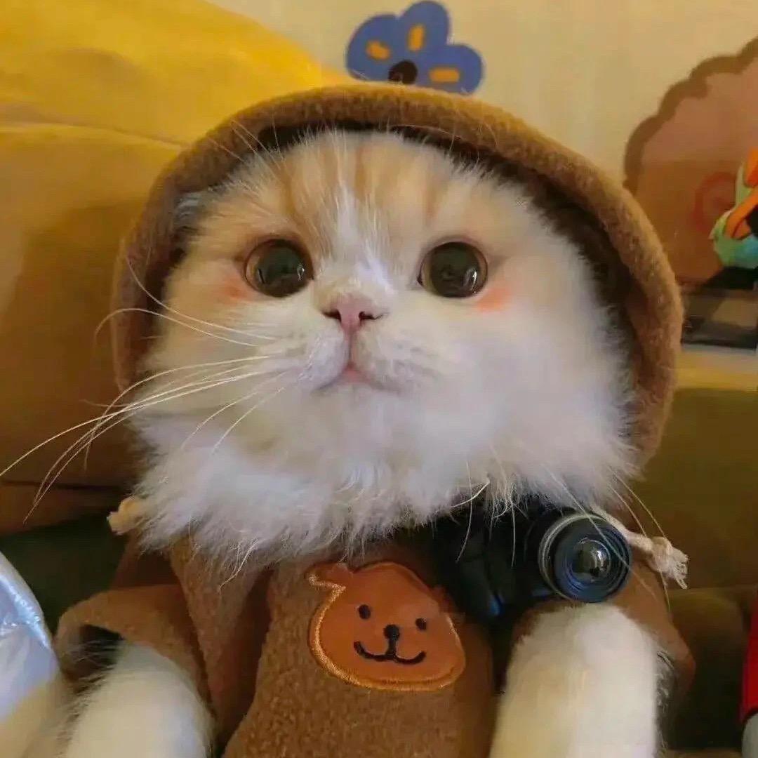 武当山小黑猪