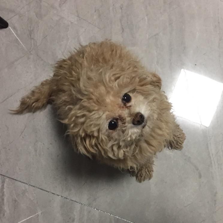 狗屎球
