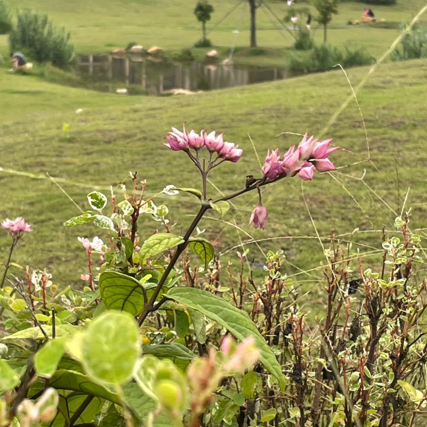 小小茹