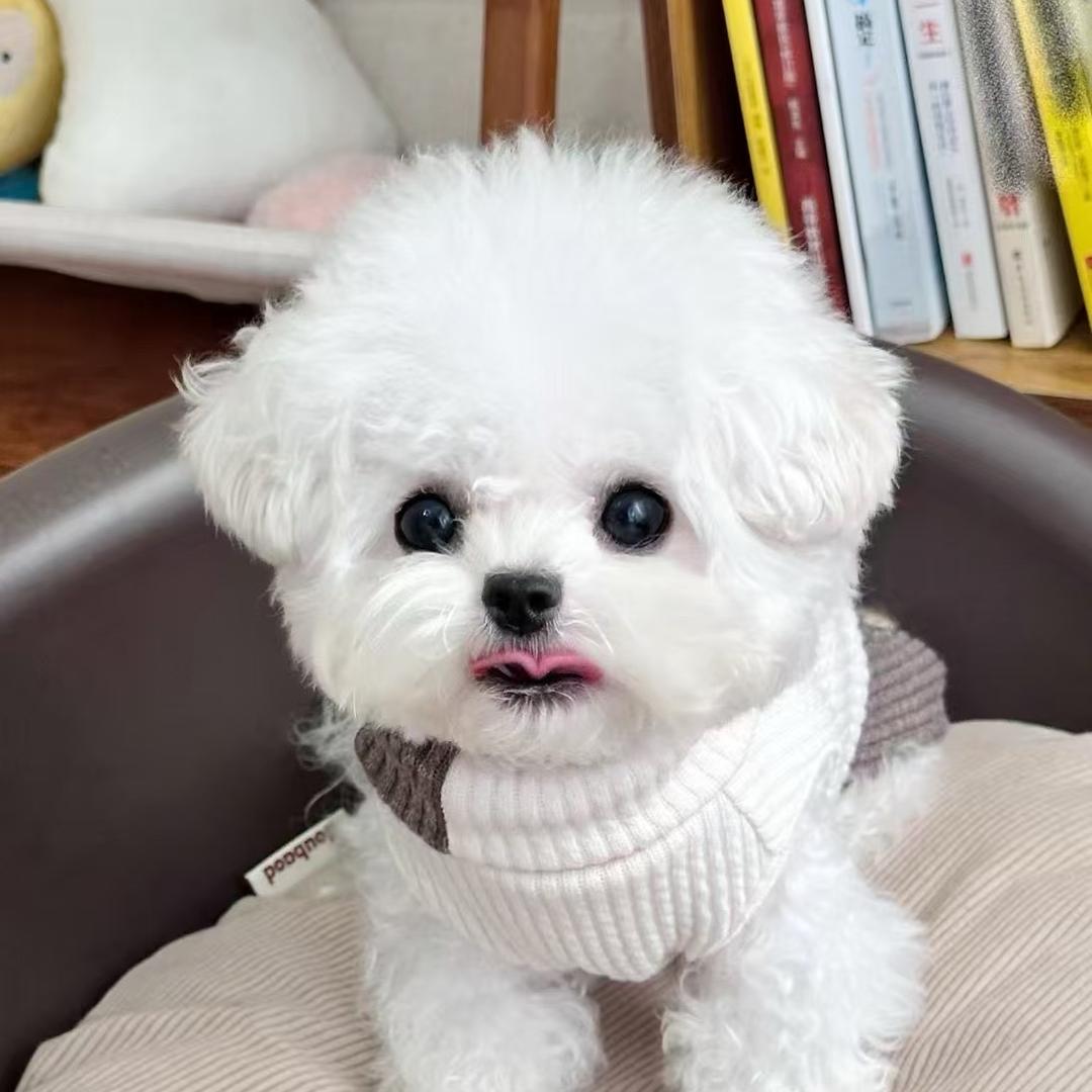 懂群创意小铺
