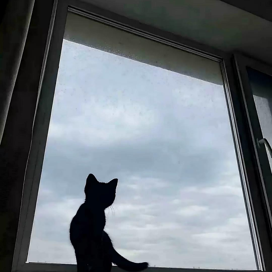 海鸥