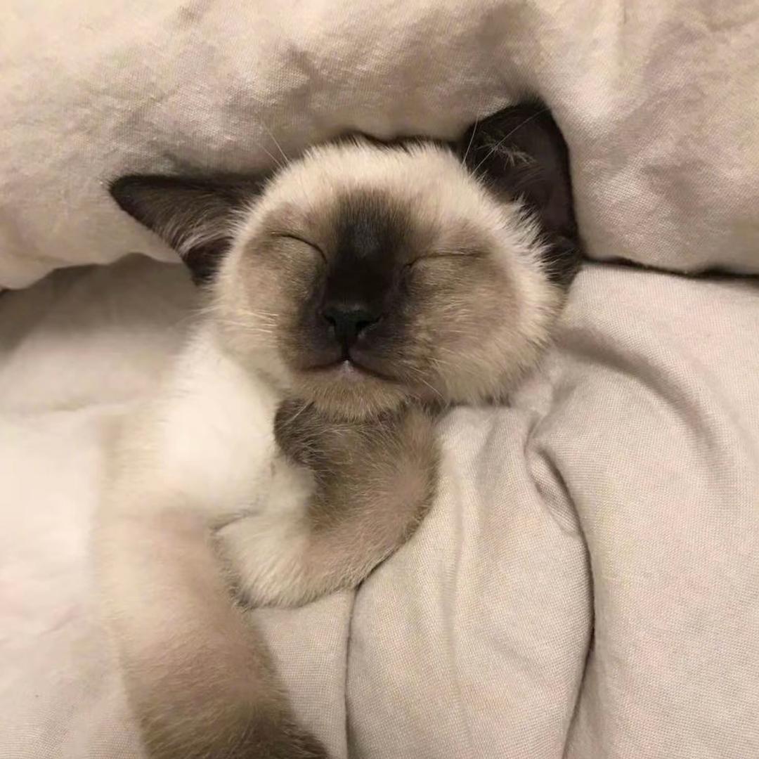 小᳐彤大王᳐੭ﾞ