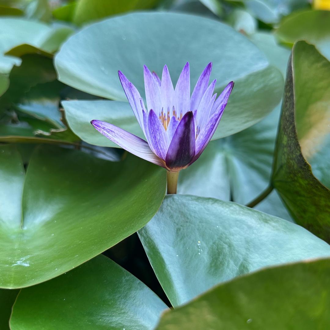花开富贵666