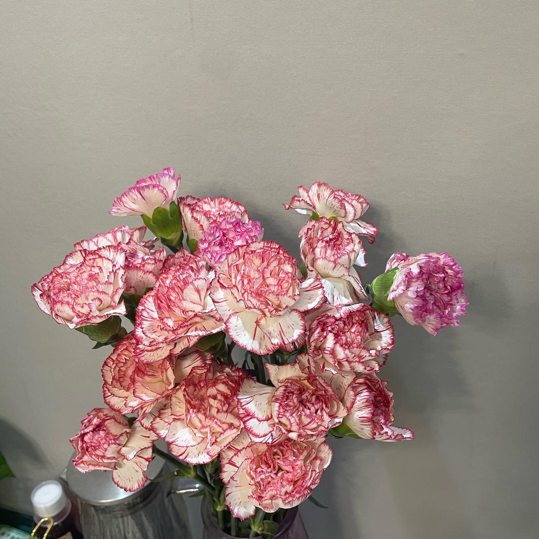 凤城小菜鸟