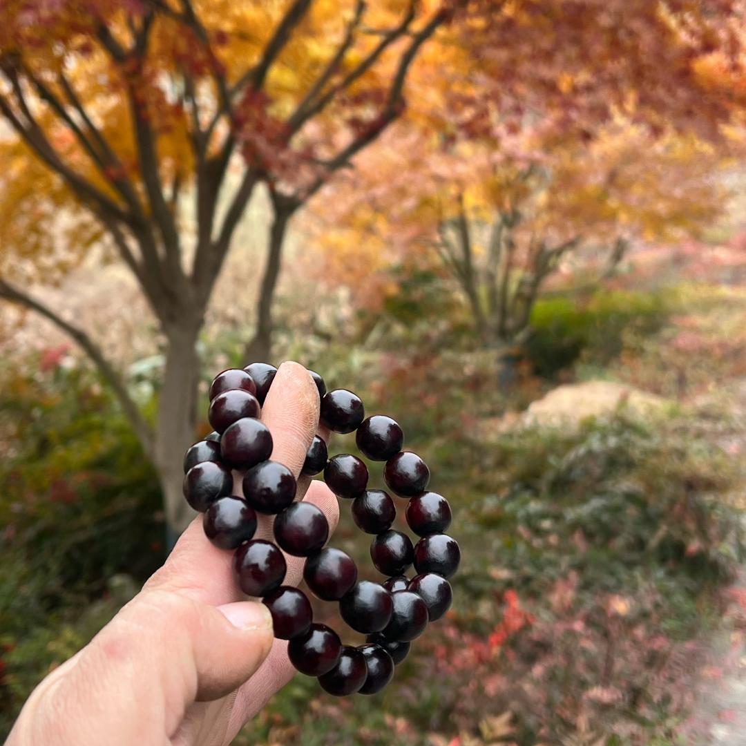 方刚搞蜀山无患子