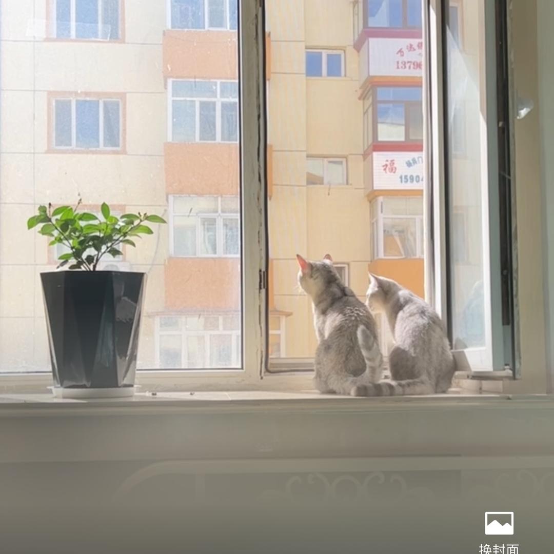 两只喵喵🐱