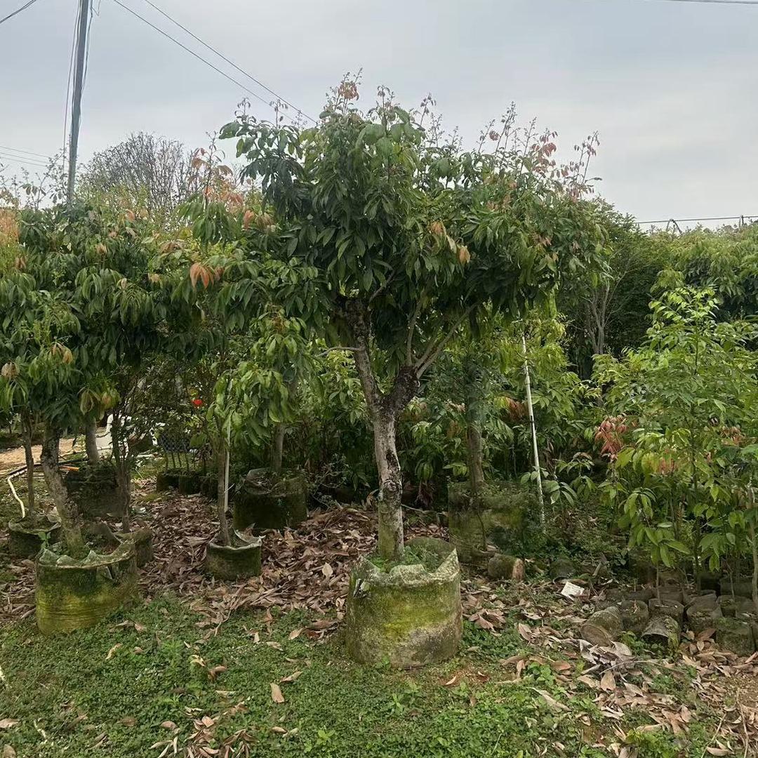 钦顺果树苗木专营店哦