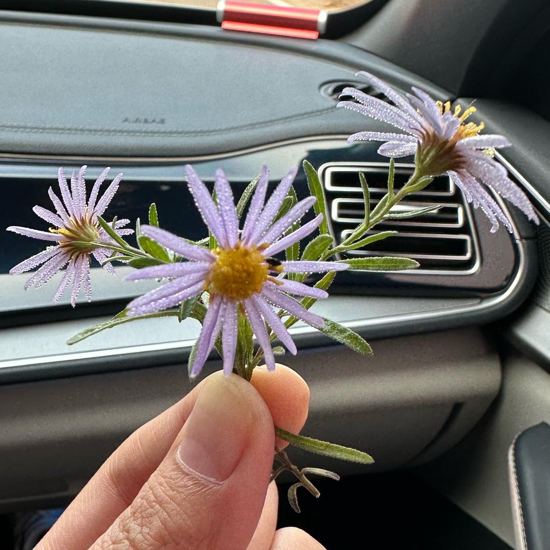 聪明勇敢又伶俐的梅