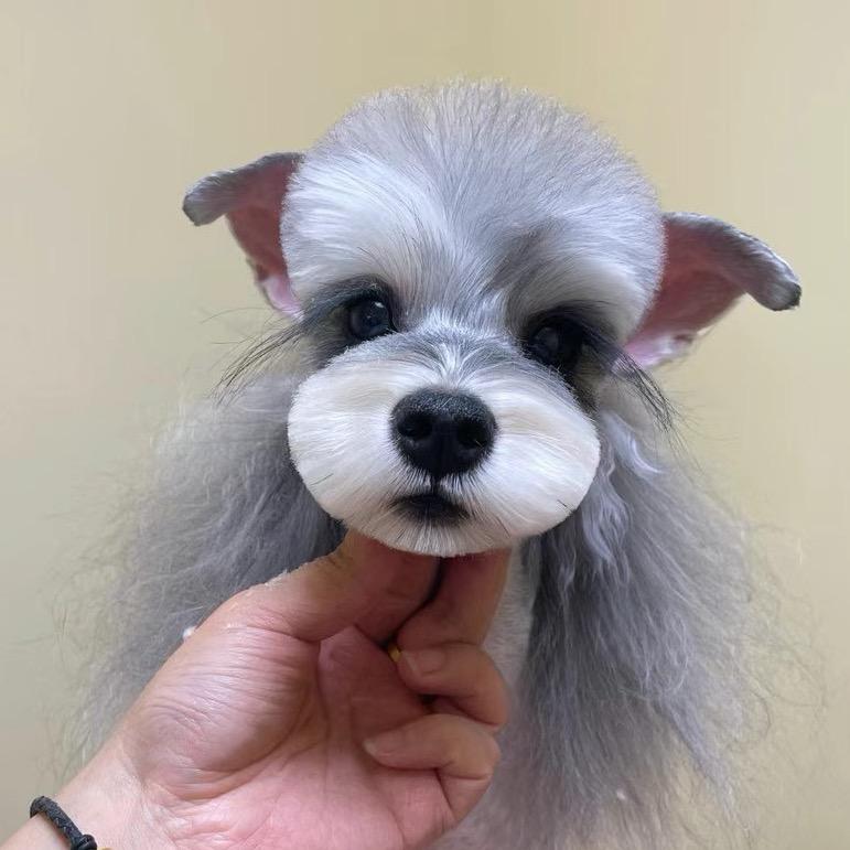 萌爱萌宠 高端定制🐶小波