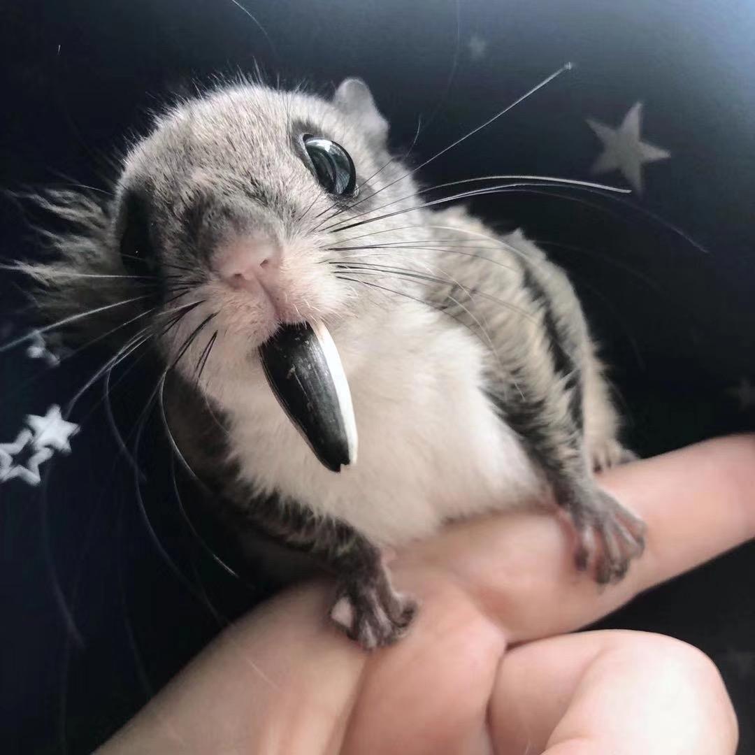 移花宫飞鼠松鼠养殖场