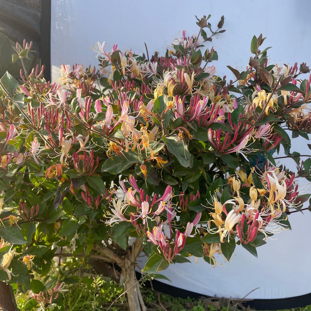 蔓草金银花苗木销售