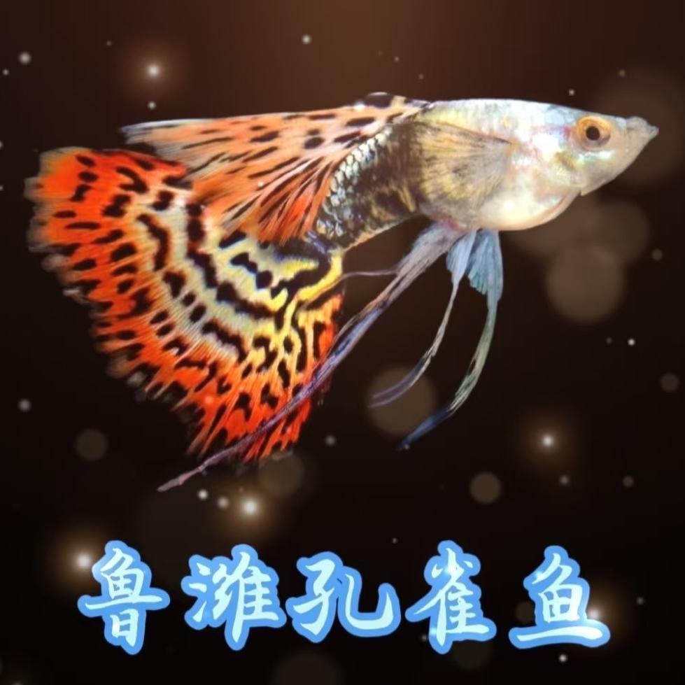 鲁潍孔雀鱼
