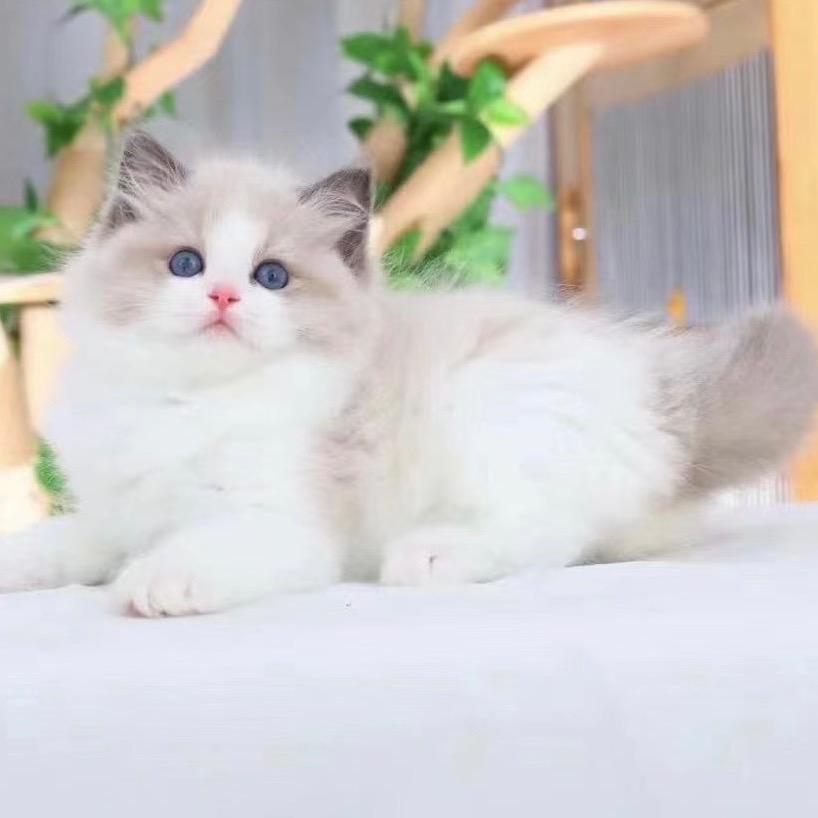 爱尚精品猫-直播号2