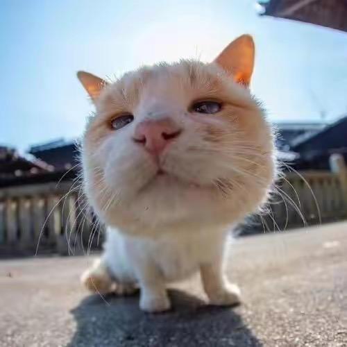 老6（燕云十六声）