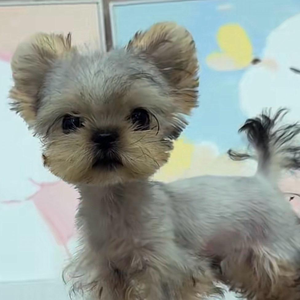 约克夏@马尔济斯