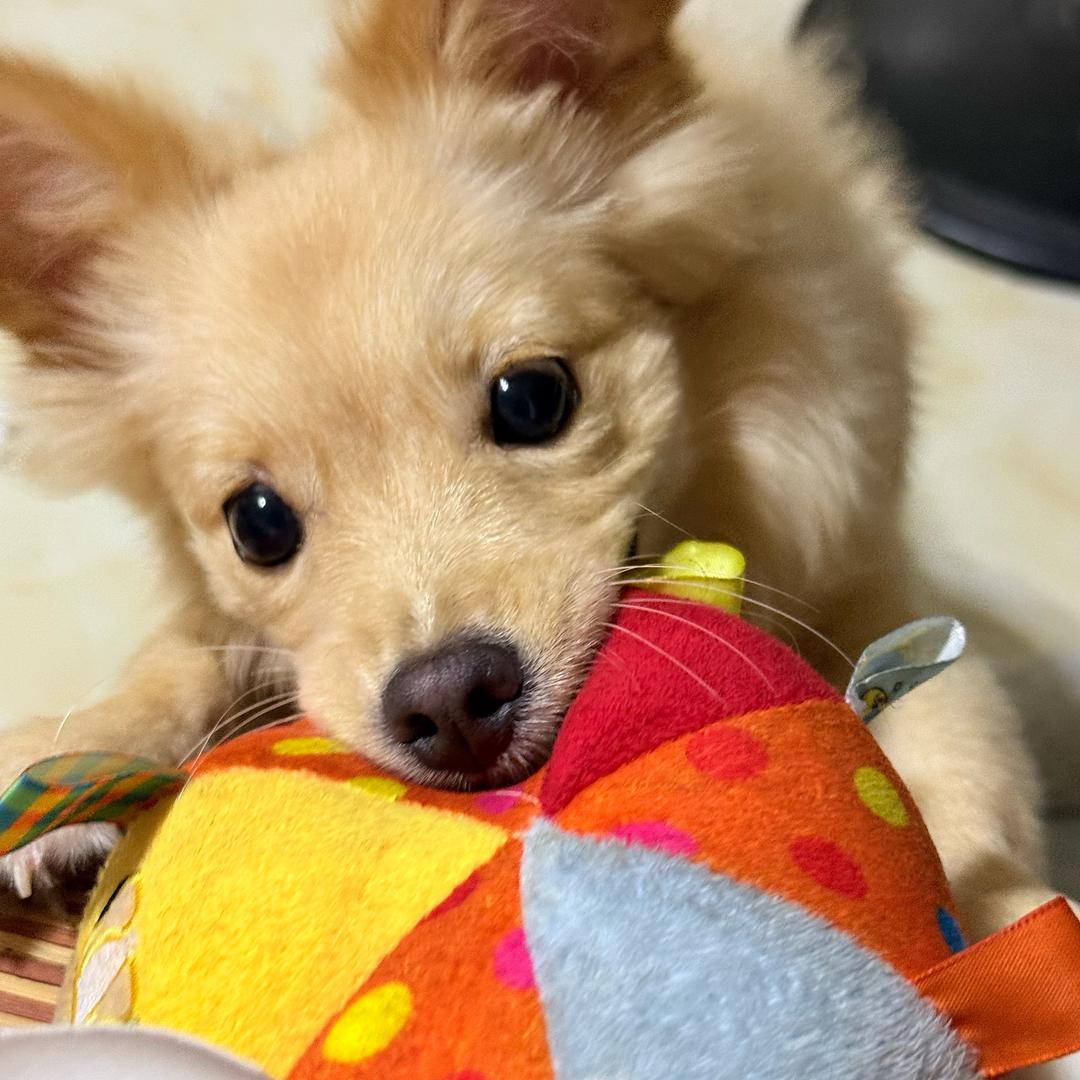 神秘豆芽侦探。