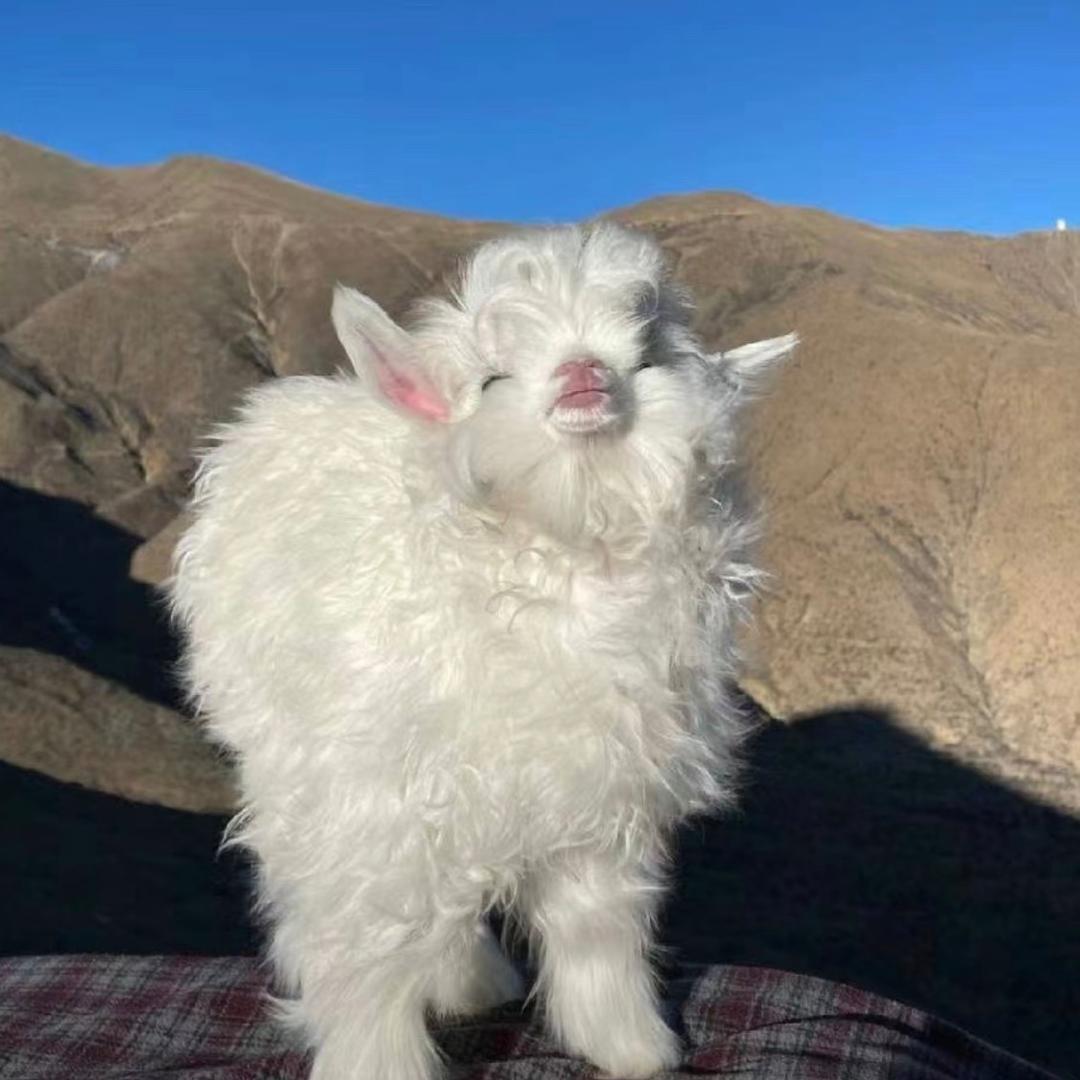 小阳不是🐏