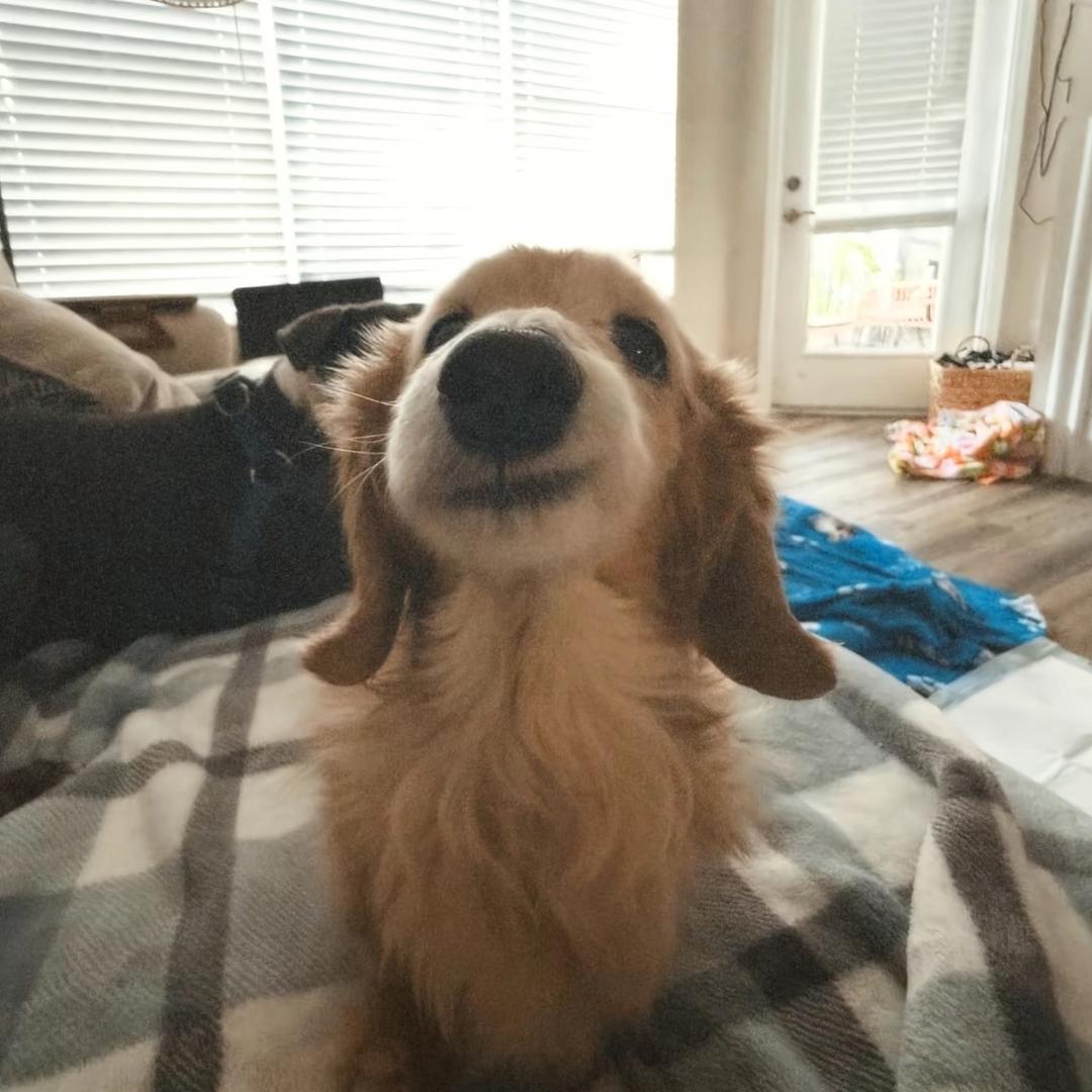 Dax_